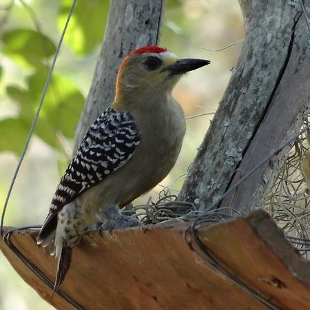 El Paraiso Posada Finca San Vicente Barichara Kültér fotó