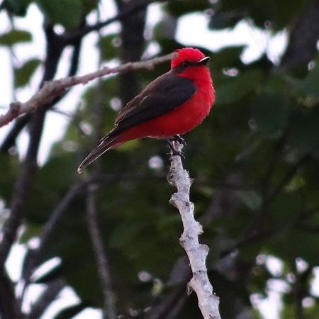 El Paraiso Posada Finca San Vicente Barichara Kültér fotó