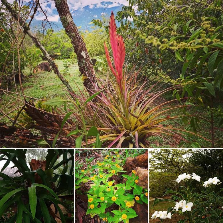 El Paraiso Posada Finca San Vicente Barichara Kültér fotó