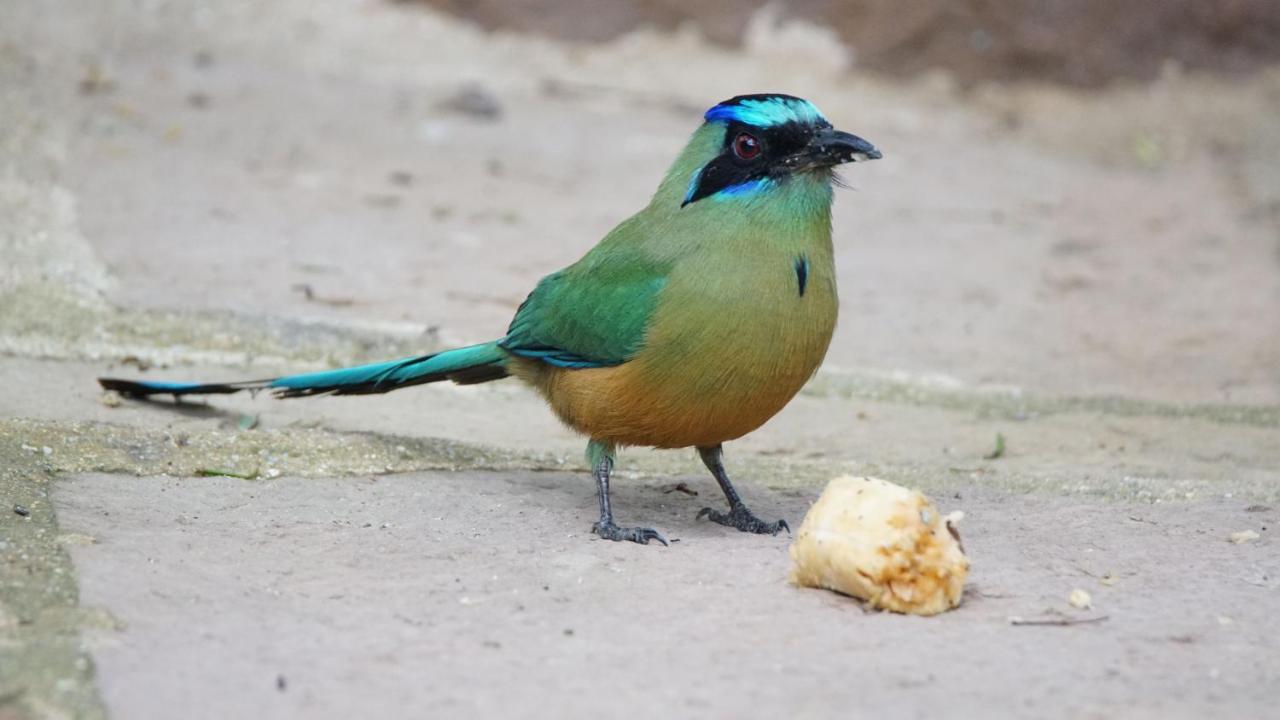 El Paraiso Posada Finca San Vicente Barichara Kültér fotó